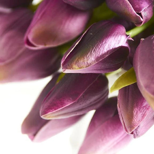Close up of real touch tulips in purple. 