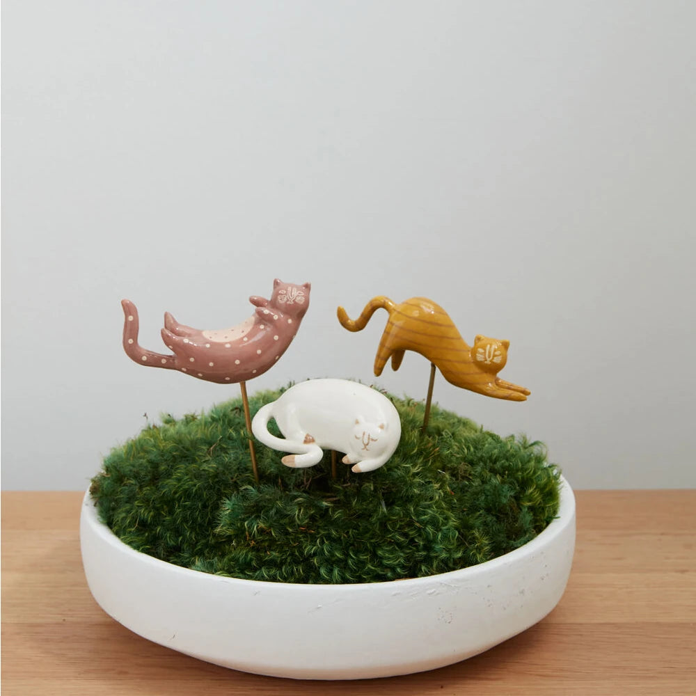 Curious Cat Plant Sticks styled in a ceramic bowl filled with moss. 