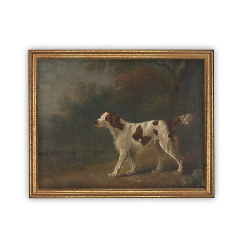A vintage print of an English hunting dog in white and tan, framed in an antique gold wood frame. 