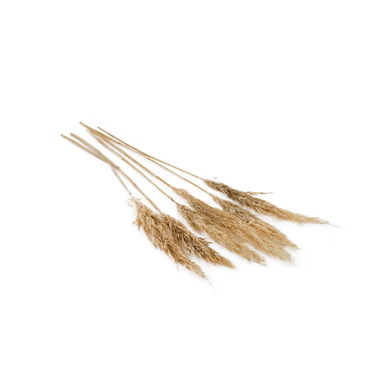 28" Pampas Grass - Tan