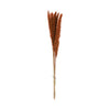 Dried Natural Pampas Grass Bunch - Orange