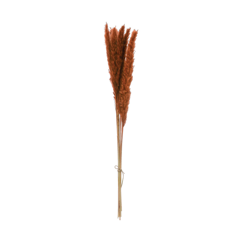Dried Natural Pampas Grass Bunch - Orange