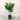 10" Fiddle Leaf Fig Standard (Tree)