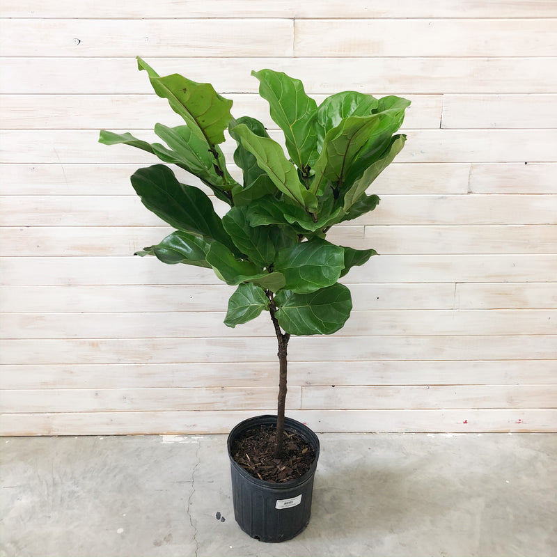 10" Fiddle Leaf Fig Standard (Tree)
