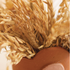 Natural Sea Oats