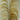 3 Stems UVA Stalk Pampas Grass (local pickup)
