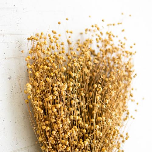 Natural Lino Stems