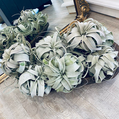 Xerographica
