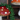 Up close of the ceramic toadstool wall planters with red and orange caps, holding trailing and succulent plants.